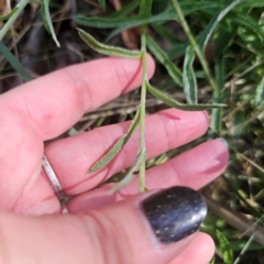 Coronidium monticola at Tidbinbilla Nature Reserve - 8 Feb 2024