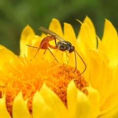 Ichneumonoidea (Superfamily) (A species of parasitic wasp) at Acton, ACT - 6 Feb 2024 by HelenCross