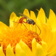Ichneumonoidea (Superfamily) (A species of parasitic wasp) at GG179 - 6 Feb 2024 by HelenCross