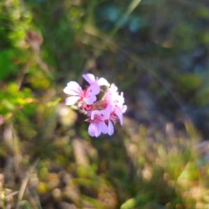 Pelargonium australe at Tidbinbilla Nature Reserve - 8 Feb 2024