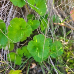 Pelargonium australe at Tidbinbilla Nature Reserve - 8 Feb 2024