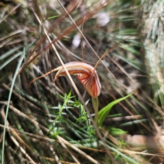 Diplodium coccinum (Scarlet Greenhood) at Cotter River, ACT - 8 Feb 2024 by Csteele4