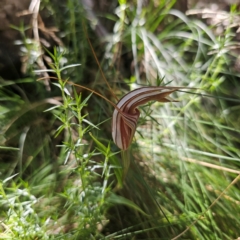 Diplodium coccinum at Namadgi National Park - 8 Feb 2024