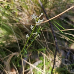 Stackhousia monogyna (Creamy Candles) at Tidbinbilla Nature Reserve - 8 Feb 2024 by Csteele4