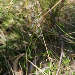 Stackhousia monogyna at Tidbinbilla Nature Reserve - 8 Feb 2024
