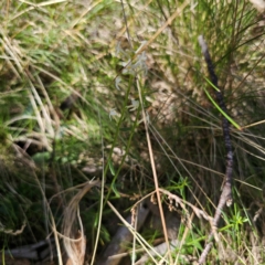 Stackhousia monogyna at Tidbinbilla Nature Reserve - 8 Feb 2024 03:37 PM