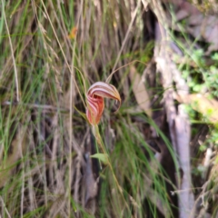 Diplodium coccinum (Scarlet Greenhood) at Tidbinbilla Nature Reserve - 8 Feb 2024 by Csteele4