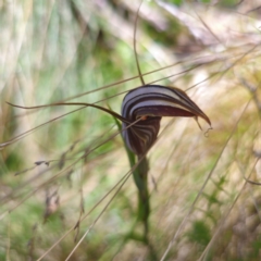 Diplodium coccinum at Tidbinbilla Nature Reserve - 8 Feb 2024