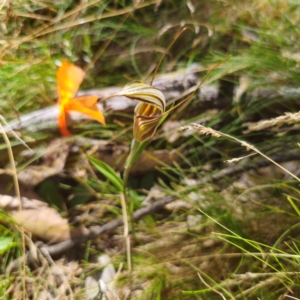 Diplodium coccinum at Namadgi National Park - suppressed