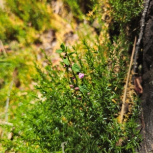 Scutellaria humilis at Tidbinbilla Nature Reserve - 8 Feb 2024