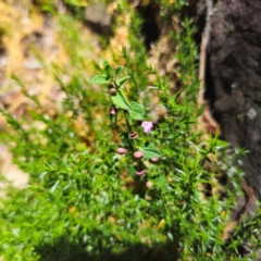 Scutellaria humilis at Tidbinbilla Nature Reserve - 8 Feb 2024