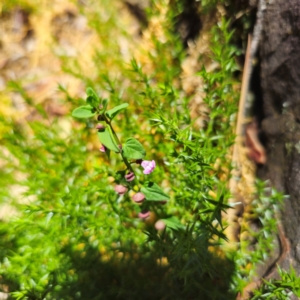 Scutellaria humilis at Tidbinbilla Nature Reserve - 8 Feb 2024