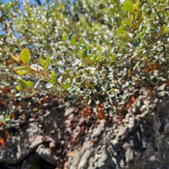 Grevillea diminuta at Paddys River, ACT - 8 Feb 2024 by Csteele4