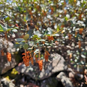 Grevillea diminuta at Tidbinbilla Nature Reserve - 8 Feb 2024 01:50 PM