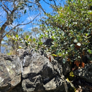 Grevillea diminuta at Tidbinbilla Nature Reserve - 8 Feb 2024
