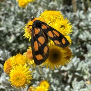 Asura cervicalis at Parkes, ACT - 7 Feb 2024