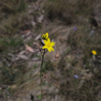 Bulbine glauca (Rock Lily) at Cotter River, ACT - 8 Feb 2024 by Csteele4