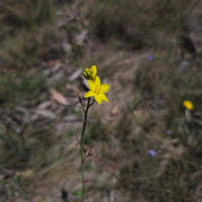 Bulbine glauca (Rock Lily) at Namadgi National Park - 8 Feb 2024 by Csteele4