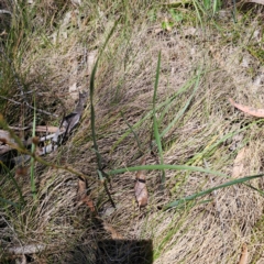 Bulbine glauca at Namadgi National Park - 8 Feb 2024 01:14 PM