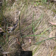 Bulbine glauca at Namadgi National Park - 8 Feb 2024