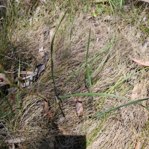 Bulbine glauca at Namadgi National Park - 8 Feb 2024