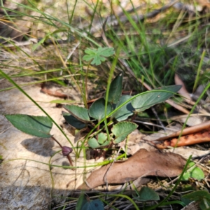 Viola betonicifolia at Tidbinbilla Nature Reserve - 8 Feb 2024