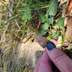 Viola betonicifolia at Tidbinbilla Nature Reserve - 8 Feb 2024