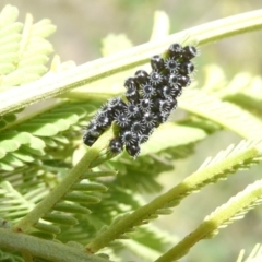 Asopinae sp. (Subfamily) (A predatory stink bug) at Flea Bog Flat to Emu Creek Corridor - 7 Feb 2024 by JohnGiacon