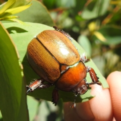 Anoplognathus hirsutus (Hirsute Christmas beetle) at Kosciuszko National Park - 7 Feb 2024 by HelenCross