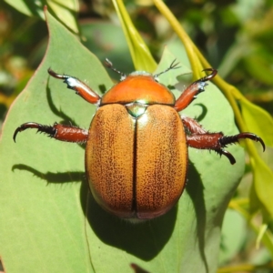 Anoplognathus hirsutus at Kosciuszko National Park - 7 Feb 2024