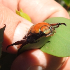 Anoplognathus hirsutus at Kosciuszko National Park - 7 Feb 2024