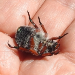 Anoplognathus sp. (genus) at Kosciuszko National Park - 7 Feb 2024