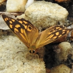 Heteronympha paradelpha (Spotted Brown) at Mittagong, NSW - 8 Feb 2024 by GlossyGal