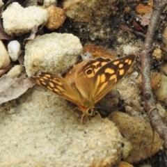 Heteronympha paradelpha at Mittagong - 8 Feb 2024