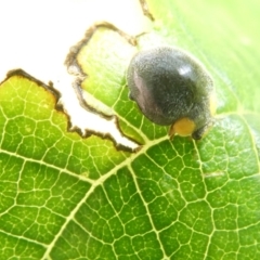 Apolinus lividigaster (Yellow Shouldered Ladybird) at Flea Bog Flat to Emu Creek Corridor - 7 Feb 2024 by JohnGiacon