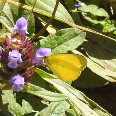 Eurema smilax (Small Grass-yellow) at Cooleman, NSW - 7 Feb 2024 by HelenCross