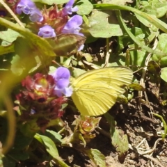 Eurema smilax at Kosciuszko National Park - 7 Feb 2024