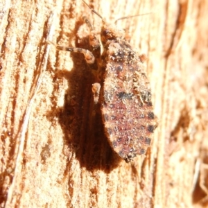 Aradidae sp. (family) at Emu Creek Belconnen (ECB) - 7 Feb 2024