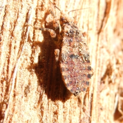 Aradidae sp. (family) (Flat bug) at Belconnen, ACT - 7 Feb 2024 by JohnGiacon