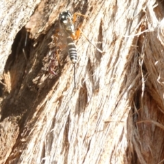 Xanthocryptus novozealandicus (Lemon tree borer parasite wasp) at Belconnen, ACT - 7 Feb 2024 by JohnGiacon