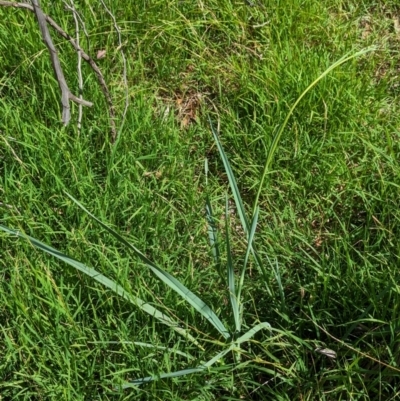 Dianella sp. aff. longifolia (Benambra) (Pale Flax Lily, Blue Flax Lily) at Hawker, ACT - 7 Feb 2024 by CattleDog