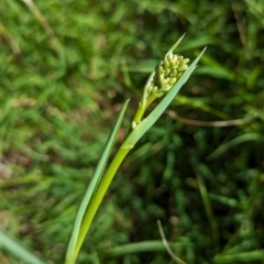 Dianella sp. aff. longifolia (Benambra) at The Pinnacle - 8 Feb 2024