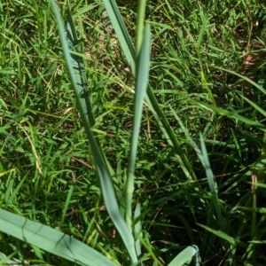 Dianella sp. aff. longifolia (Benambra) at The Pinnacle - 8 Feb 2024