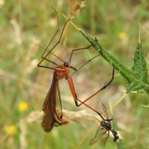 Harpobittacus australis at Kosciuszko National Park - 7 Feb 2024