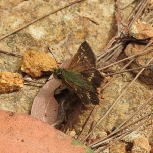 Dispar compacta at Wingecarribee Local Government Area - 8 Feb 2024 11:14 AM