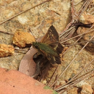 Dispar compacta (Barred Skipper) at Mittagong, NSW - 8 Feb 2024 by GlossyGal