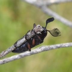 Rhipicera (Agathorhipis) femorata (Feather-horned beetle) at Cooleman, NSW - 7 Feb 2024 by HelenCross
