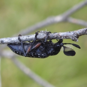 Rhipicera (Agathorhipis) femorata at Kosciuszko National Park - 7 Feb 2024