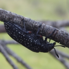 Rhipicera (Agathorhipis) femorata at Kosciuszko National Park - 7 Feb 2024