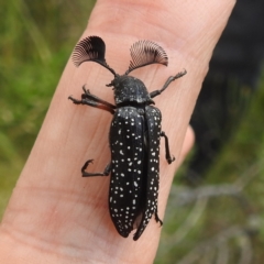 Rhipicera (Agathorhipis) femorata at Kosciuszko National Park - 7 Feb 2024